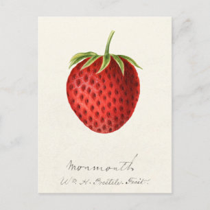 Erdbeere (Fragaria) Fruchtfarbe Postkarte