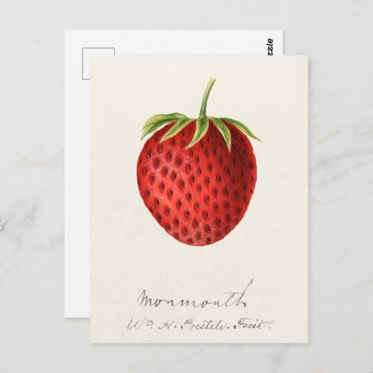 Erdbeere (Fragaria) Fruchtfarbe Postkarte (Vorne/Hinten)