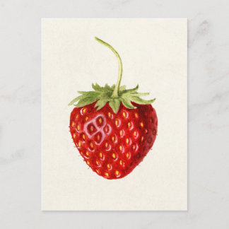 Erdbeere (Fragaria) Fruchtfarbe Postkarte