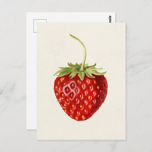 Erdbeere (Fragaria) Fruchtfarbe Postkarte (Vorne/Hinten)