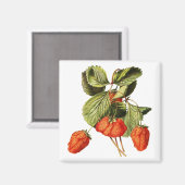 Erdbeere Frucht Vintag Botanische Abbildung Magnet (Vorderseite/Rückseite)