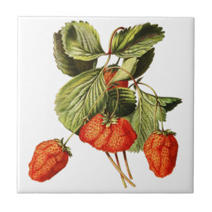 Erdbeere Frucht Vintage Botanische Illustration Fliese