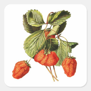 Erdbeere Frucht Vintage botanische Illustration Quadratischer Aufkleber