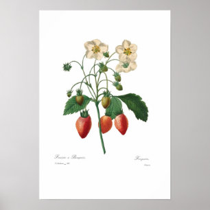 Erdbeere Poster