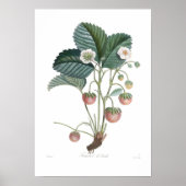 Erdbeere Poster (Vorne)
