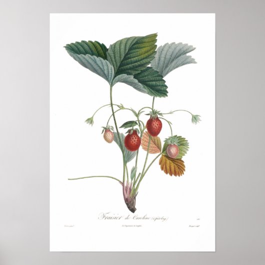 Erdbeere Poster (Vorne)