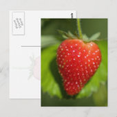 Erdbeere Postkarte (Vorne/Hinten)