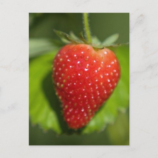 Erdbeere Postkarte (Vorderseite)