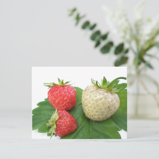 Erdbeere Postkarte (Stehend Vorderseite)