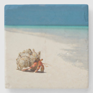 Einsiedlerkrebs Haustier Wohndekoration Haustierzubehor Zazzle De