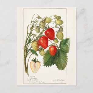 Erdbeeren (Fragaria) Frucht Aquarellmalerei Postkarte