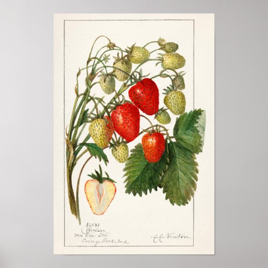 Erdbeeren (Fragaria) Fruchtfarben Poster (Vorne)