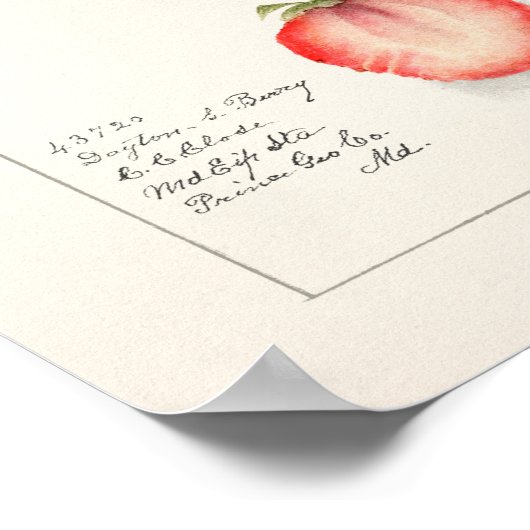 Erdbeeren (Fragaria) Fruchtfarben Poster (Ecke)