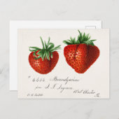 Erdbeeren (Fragaria) Fruchtfarben Postkarte (Vorne/Hinten)