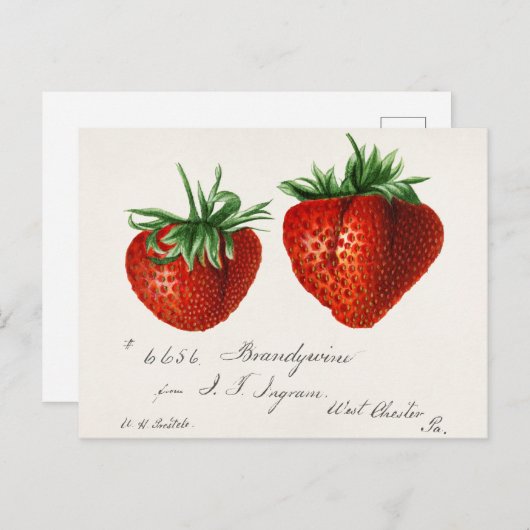 Erdbeeren (Fragaria) Fruchtfarben Postkarte (Vorne/Hinten)