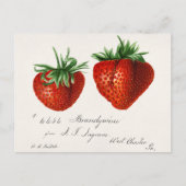 Erdbeeren (Fragaria) Fruchtfarben Postkarte (Vorderseite)