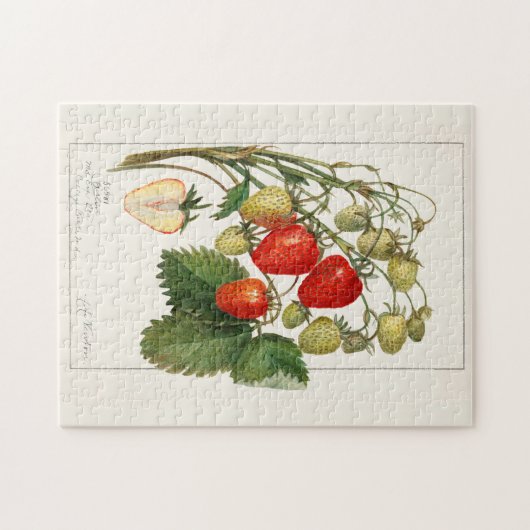 Erdbeeren (Fragaria) Fruchtfarben Puzzle (Horizontal)