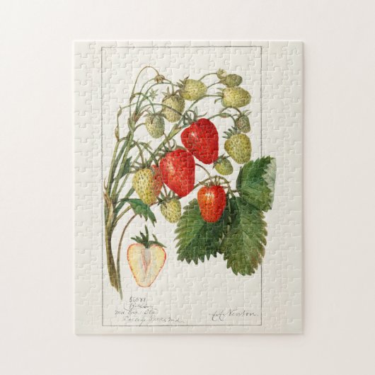 Erdbeeren (Fragaria) Fruchtfarben Puzzle (Vertikal)