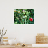 Erdbeeren im Juni Poster (Küche)