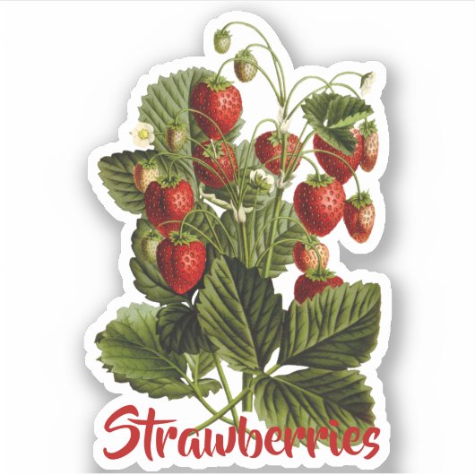 Erdbeeren individuell anpassbar aufkleber (Vorderseite)