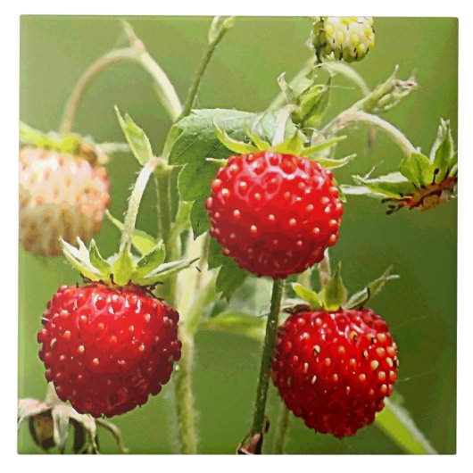 Erdbeeren Nature Fine Art Mode Fliese (Vorderseite)
