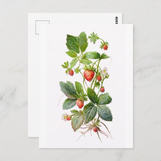 Erdbeeren Postkarte (Vorne/Hinten)