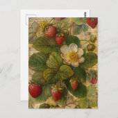 Erdbeeren Postkarte (Vorne/Hinten)