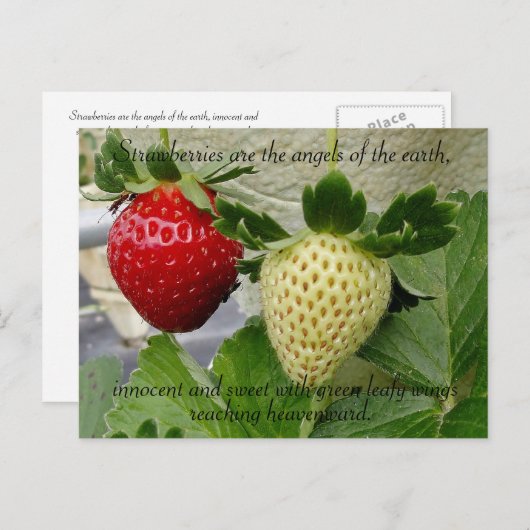 Erdbeeren Postkarte (Vorne/Hinten)