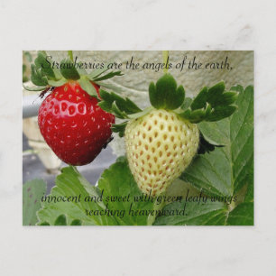 Erdbeeren Postkarte