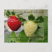 Erdbeeren Postkarte (Vorderseite)