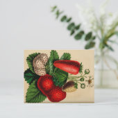 Erdbeeren Vintag Botanische Skizze Postkarte (Stehend Vorderseite)