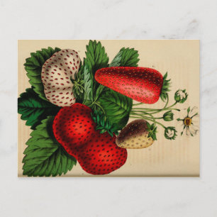 Erdbeeren Vintage-Botanik-Skizze Postkarte
