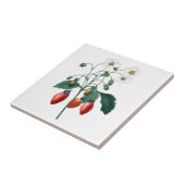 ErdbeereRedoute botanische Keramik-Fliese Fliese (Seite)