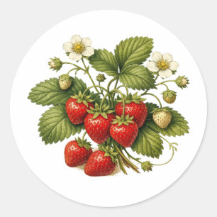 Erdbeerpflanze im Vintage-Stil mit reifen Beeren Runder Aufkleber