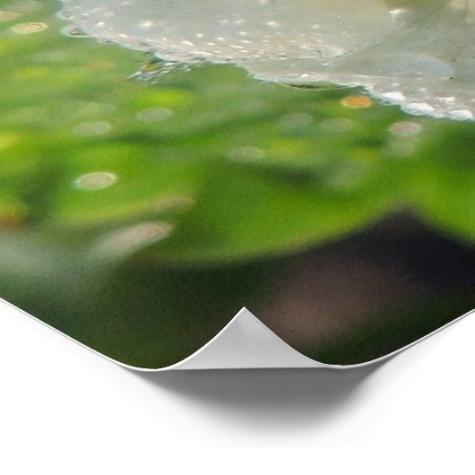 Erdbeerpflanzenblume Poster (Ecke)