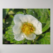 Erdbeerpflanzenblume Poster (Vorne)