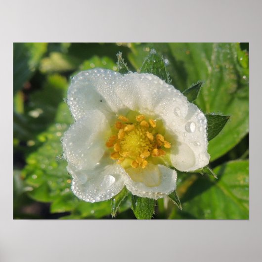 Erdbeerpflanzenblume Poster (Vorne)