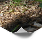 Erdeichhörnchen 4 Foto Print Poster (Ecke)