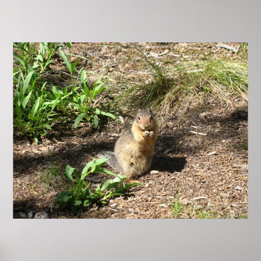 Erdeichhörnchen 4 Foto Print Poster (Vorne)