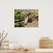Erdeichhörnchen 4 Foto Print Poster (Küche)