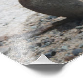 Erdeichhörnchen Fotodrucken Fotodruck (Ecke)