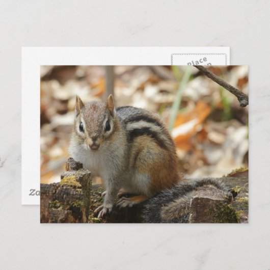 Erdeichhörnchen im Wald Postkarte (Vorne/Hinten)