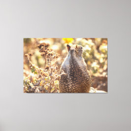 Erdeichhörnchen Leinwanddruck