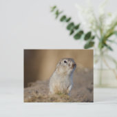 Erdeichhörnchen Postkarte (Stehend Vorderseite)