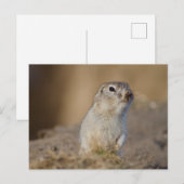 Erdeichhörnchen Postkarte (Vorne/Hinten)
