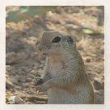 Erdeichhörnchen Stehendes Foto Wüstentier