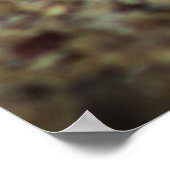 Erdeichhörnchen von Tucson Arizona Poster (Ecke)