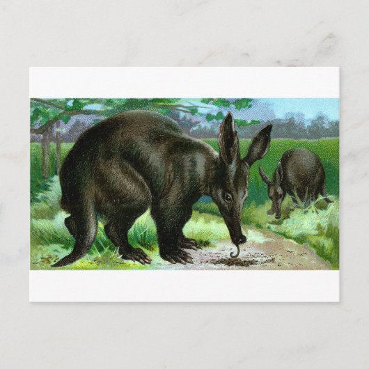 Erdferkel Postkarte (Vorderseite)
