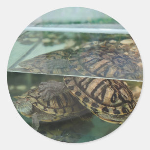 Erdgrüne Schildkrötenreflektionsklemme Runder Aufkleber
