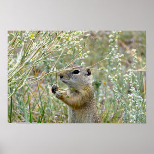 Erdhörnchen, Rocky Mountain National Park Poster